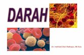 dr. Indriati Dwi Rahayu, M · down thrombocytopenia DHF RBC UP Erythrocytosis Hct ↑ down anemia >>>>> ALL down Pancytopenia = Aplastic anemia ... • =sel yg dpt distimulasi utk