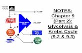 NOTES: Chapter 9 (Part 2): Krebs Cycle€¦ · The Krebs Cycle has eight steps, each catalyzed by a specific enzyme; The acetyl group of acetyl CoA joins the cycle by combining with