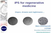 iPS for regenerative medicine...iPS, what do we expect from them in regenerative medicine? Like ES cells ¾ Unlimited resource at the undifferentiated stage Ö Industrialization of