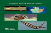 Common Pests of Trees in Ontario - Saugeen Conservation...Common Pests of Trees in Ontario is a revised edition of Common Pests of Ornamental Trees and Shrubs, first printed in l975.
