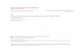 The structure and mechanism of SAICAR synthetase · 2018-11-06 · 2008 The structure and mechanism of SAICAR synthetase Nathaniel Daum Ginder ... Elimination of AIR carboxylase ...