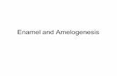 Enamel and Amelogenesis€¦ · Life cycle of ameloblastis characterized by progressive phenotypic changes Presecretory 1.Morphogenetic 2.Histodifferentiation Secretory 3.Initial