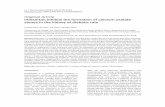 Original Article Irbesartan inhibits the formation of ... · Irbesartan inhibits the formation of calcium oxalate kidney stones 1728 Int J Clin Exp Med 2018;11(3):1726-1733 detection.
