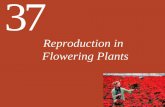 Reproduction in Flowering Plantsacademic.uprm.edu/~lrios/3052/life11e_ch37_lecture.pdfInvestigating Life: What Signals Flowering? By determining that poinsettias are short-day plants,