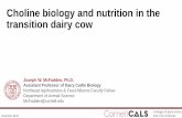 Choline biology and nutrition in the transition dairy …...Choline biology and nutrition in the transition dairy cow Joseph W. McFadden, Ph.D. Assistant Professor of Dairy Cattle