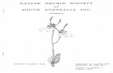 NATIVE ORCHID. SOCIETY of -SOUTH AUSTRALIA INC. · 2017-04-07 · NATIVE ORCHID. SOCIETY of-SOUTH AUSTRALIA INC. JOURNAL Caladenla menzlesll R.Br. Registered by Australia Post Publication