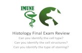 Histology Final Exam Review - Imune Le… · Histology Final Exam Review Can you identify the cell type? Can you identify the cell structures? Can you identify the type of staining?