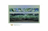 SSugar caneugar canePropagation Sugar cane propagation is by means of stem cuttings of immature canes 8 to 12 months old. These are called setts, seed, seed-cane or seed-pieces. Fertilisation