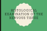 HISTOLOGICAL EXAMINATION OF THE NERVOUS TISSUE · GLIAL (SUPPORTING)CELLS OF THE CNS: ASTROCYTES • Most numerous of the Glial Cells • Provide general Structural Support • Bind