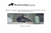 Wild caught chimpanzees in Chinese zoos and safari parks · Traffic Brigade Group booth around over the visitors, everyone is a special "guests" to attract, it is a small chimpanzee