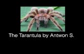 The Tarantula by Antwon S. - Springfield Public Schools 2.pdf · animal kingdom my animal is an arachnid. Here is what baby tarantulas look like they are really small. Some are as