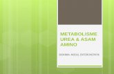 METABOLISME UREA & ASAM AMINO AA 2019.pdf · INTRODUCTION Amino acid catabolism is part of the whole body catabolism Nitrogen enters the body in a variety of compound present in food.