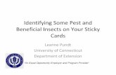 Identifying Some Pest and Beneficial Insects on Your ... · Identifying Some Pest and Beneficial Insects on Your Sticky Cards Leanne Pundt University of Connecticut ... • Small,