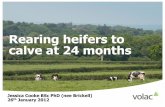 Rearing heifers to calve at 24 months - The Park Vet Group...Rearing heifers to calve at 24 months Jessica Cooke BSc PhD (nee Brickell) 26th January 2012 . ... Supply of concentrate/roughage