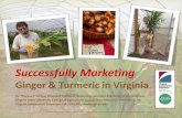 Ginger & Turmeric in Virginia - VSU Agriculture vsuag.netGinger & Turmeric in Virginia Dr. Theresa J. Nartea, Assistant Professor, Extension Specialist-Marketing & Agribusiness Virginia