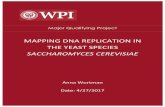 Major Qualifying Project - Worcester Polytechnic Institute · 2017-04-27 · mapping dna replication in the yeast species saccharomyces cerevisiae a major qualifying project submitted