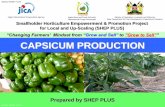 to CAPSICUM PRODUCTION - JICA€¦ · 2.1 Crop Planting Calendar A Sample of a Capsicum Planting Calendar 8/37 Peak demand for Capsicum Seedrate @ 100g/acre Seedlings in nursery for