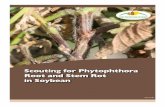Scouting for Phytophthora Root and Stem Rot in Soybean · Scouting for Phytophthora root and stem rot should be done following prolonged periods of rain when soil temperatures exceed
