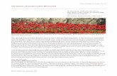 The Stones of London’s War Memorials - UCLucfbrxs/Homepage/walks/War... · 2015-12-31 · Urban Geology in London No. 23 ©Ruth Siddall; UCL, November 2014 1 The Stones of London’s