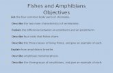 Fishes and Amphibians Objectives...Fishes and Amphibians Objectives • List the four common body parts of chordates. • Describe the two main characteristics of vertebrates. •