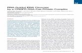 RNA-Guided RNA Cleavage by a CRISPR RNA-Cas Protein …chemistry.creighton.edu/~jksoukup/CRISPR_RNA_2009.pdfRNA-Guided RNA Cleavage by a CRISPR RNA-Cas Protein Complex Caryn R. Hale,1