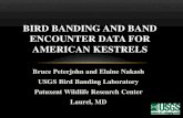 Bird BANDING AND BAND ENCOUNTER DATA FOR American Kestrels · 2017-05-12 · Bruce Peterjohn and Elaine Nakash . USGS Bird Banding Laboratory . Patuxent Wildlife Research Center .