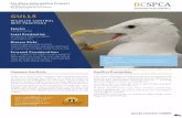 WILDLIFE CONTROL BEST PRACTICES · Conflict Prevention The nests and eggs of these birds are protected and ... Disease Risks Gull droppings may contain Salmonella bacteria, ... to