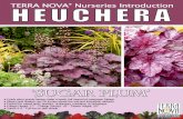Heuchera 'Sugar Plum' - Terra Nova Nurseries, Inc.'SUGAR PLUM' Frosty plum-purple leaves make a lovely, full mound of evergreen foliage Silvery pink flowers rise 26 inches above the