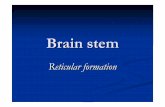 Brain stem · caudal medulla to the rostral midbrain and continuous with the zona incerta of the subthalamus and midline, intralaminar and reticular nuclei of the thalamus Organized