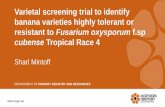 cubense Tropical Race 4 Varietal screening trial to identify banana varieties highly tolerant or resistant to Fusarium oxysporum f.sp cubense Tropical Race 4Sharl Mintoff ... Varietal