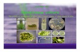 Plant tissue culture - Michigan State University2009).pdf · 2009-01-20 · Plant Tissue Culture---The growth or maintenance of plant cells, tissues, organs or whole plants in vitro.