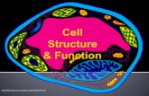 Cell Structure & Function - Science in the Makingscienceinthemaking.weebly.com/uploads/2/2/7/2/22723722/... · 2019-10-25 · Amoeba Proteus Plant Stem Red Blood Cell Nerve Cell Bacteria