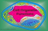 Cell Organelle Functions...Definition of Cell A cell is the smallest unit that is capable of performing life functions. The basic unit of life!