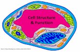 Cell Structure & Functioncpha.tu.edu.iq/images/lec_1_cell.pdf•However, as cell volume increases the surface area of the cell does not expand as quickly. –If the cell’s volume