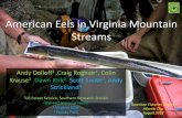 American Eels in Virginia Mountain Streams Dolloff AFS 2018 VA mount… · American Eels in Virginia Mountain Streams Andy Dolloff1 ,Craig Roghair1, Colin Krause1, Dawn Kirk2, Scott