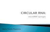 microRNA sponges - UAB Barcelonagenetica.uab.cat/base/documents/Genomics/CIRCULAR RNA... · 2015-01-30 · They intersect their catalogue of circRNAs with transcript annotations and