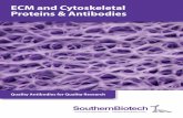ECM and Cytoskeletal Proteins & Antibodies and... · 2019-08-14 · ECM & Cytoskeletal Proteins & Antibodies Toll Free 800.722.2255 Tel 205.945.1774 Fax 205.945.8768 Specificity Isotype