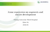 Gene expression on oogenesis and oocyte development 2 Gene... · Gene expression on oogenesis and oocyte development Peking University Third Hospital Qiao Jie 2016-05 . Fertility