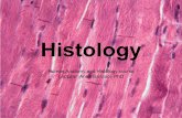 Histology - איילה גיאוגרפיתTypes of Epithelial tissue Anatomy and Histology 2014 H-4 1) Covering and lining epithelium forms the outer covering of the skin and some internal