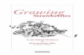 Growing - University of Idaho · 2000-05-23 · Selecting a site Although strawberries are highly adaptable, good site selection is critical. Strawberries require full sun for consis-tent