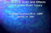 The Healthy Brain and Effects of Traumatic Brain …...The Healthy Brain and Effects of Traumatic Brain Injury Samantha Backhaus, Ph.D., HSPP January 19, 2007 GENERAL OVERVIEW The
