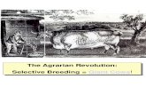 The Agrarian Revolution: Selective Breeding = Giant Cows · The Spinning Jenny 1764 Arkwright’s Water Frame Loom, 1768 . British Textile Mill in the 19C. ... The Railroad Boom in
