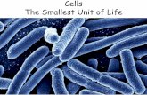 Cells The Smallest Unit of Life - Okefenokee Swampokeswamp.com/include/teacher/Cells_Smallest_life-RS... · 2019-01-23 · Organization •All cells have DNA, ribosomes, a plasma