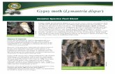 Invasive Species Fact Sheet - Oregon moth (Lymantria dispar) is an exotic insect whose caterpillars feed on 500 tree and shrub species, including both hardwoods and conifers. Two subspecies