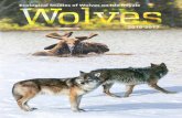 Ecological Studies of Wolves on Isle Royale Studies of Wolves on Isle Royale Figure 1. Wolf and moose
