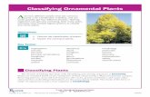Classifying Ornamental Plants - Seneca High School · 2009-09-15 · years to reach reproductive maturity. They may be woody, like trees and shrubs, or herba-ceous. Herbaceous plants