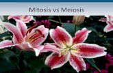 Mitosis vs Meiosis - Bastrop Independent School …...Meiosis •Cell division in sex cells •Two part process leading to making of gametes •Results in four genetically unique haploid