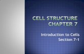 Introduction to Cells Section 7-1 - Tripod.comjcareywi.tripod.com/sitebuildercontent/.../swscellstructure.pdf · specific activities inside the cell. ... similar cells that perform