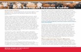 Heat Stress in Feedlot Cattle - Iowa State University · physical structures or low lying areas and then avoid using these pens for cattle that will be approaching slaughter weights