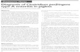 Diagnosis of Clostridium perfringens type A enteritis in ... · Diagnosis of Clostridium perfringens type A enteritis in piglets Jim E Collins, DVM, PhD;Tim J Loula, DVM; Paul E Yeske,
